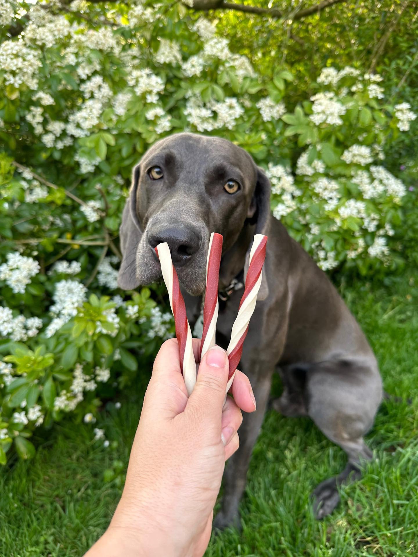 Cheese & Tomato Straws