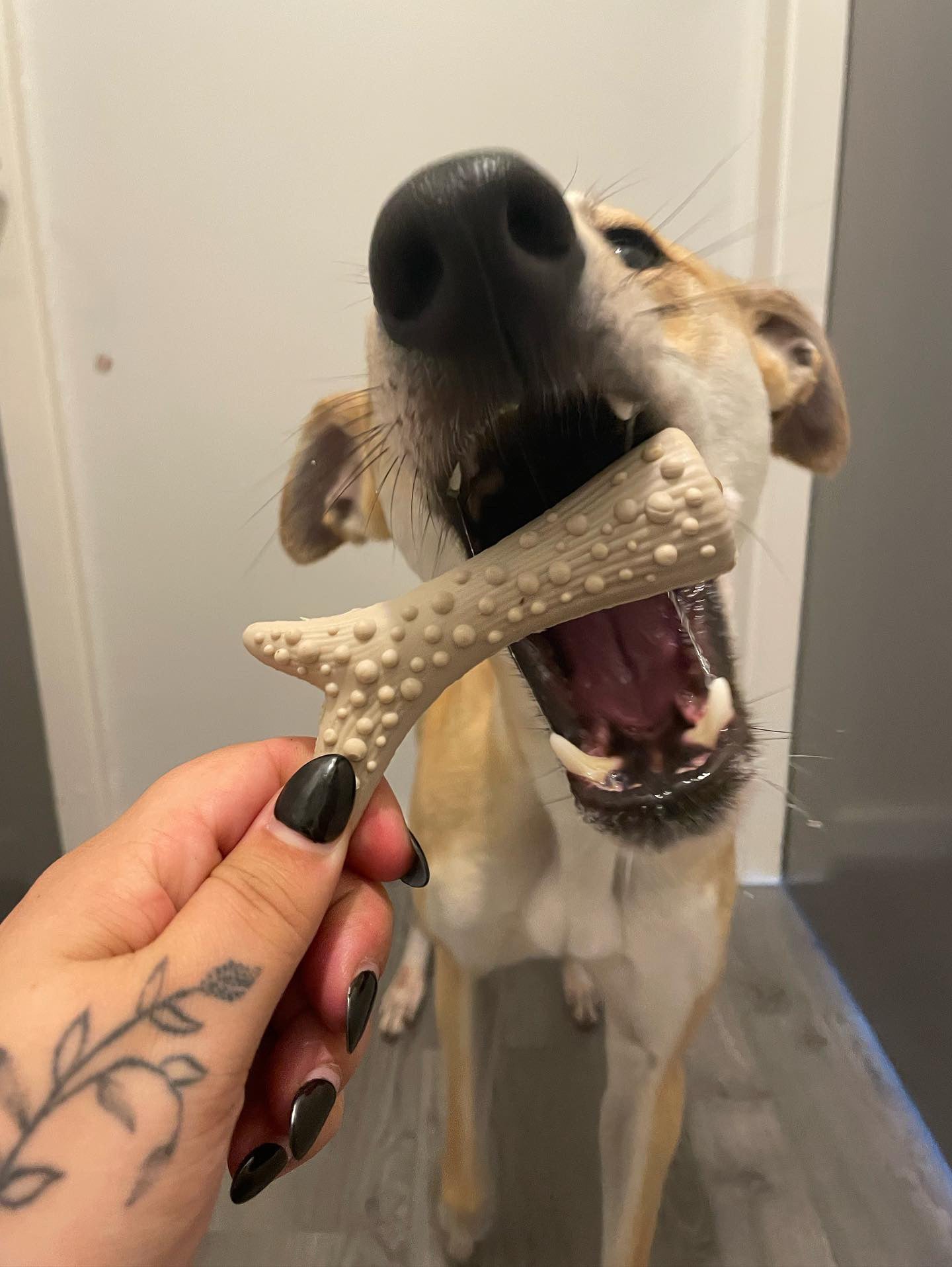 Peanut Butter Filled Antler