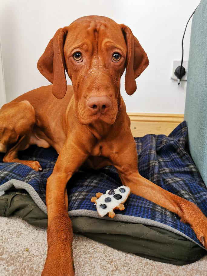 Peanut Butter Crocodile