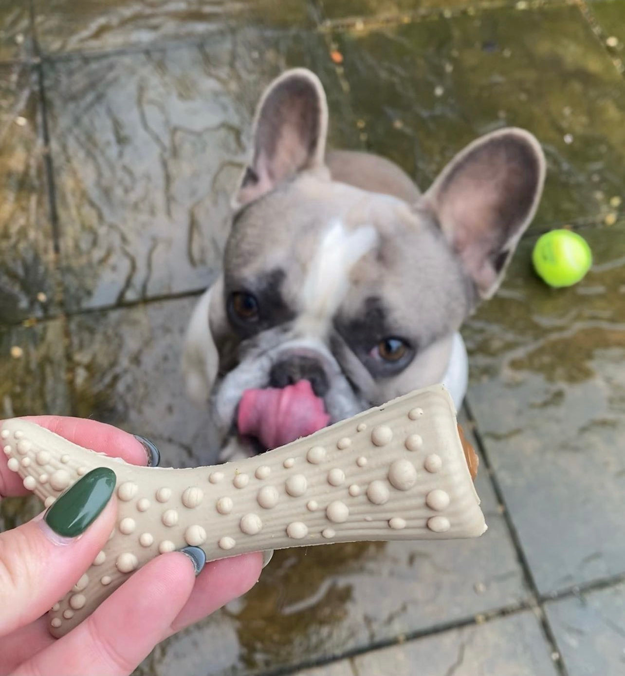 Peanut Butter Filled Antler