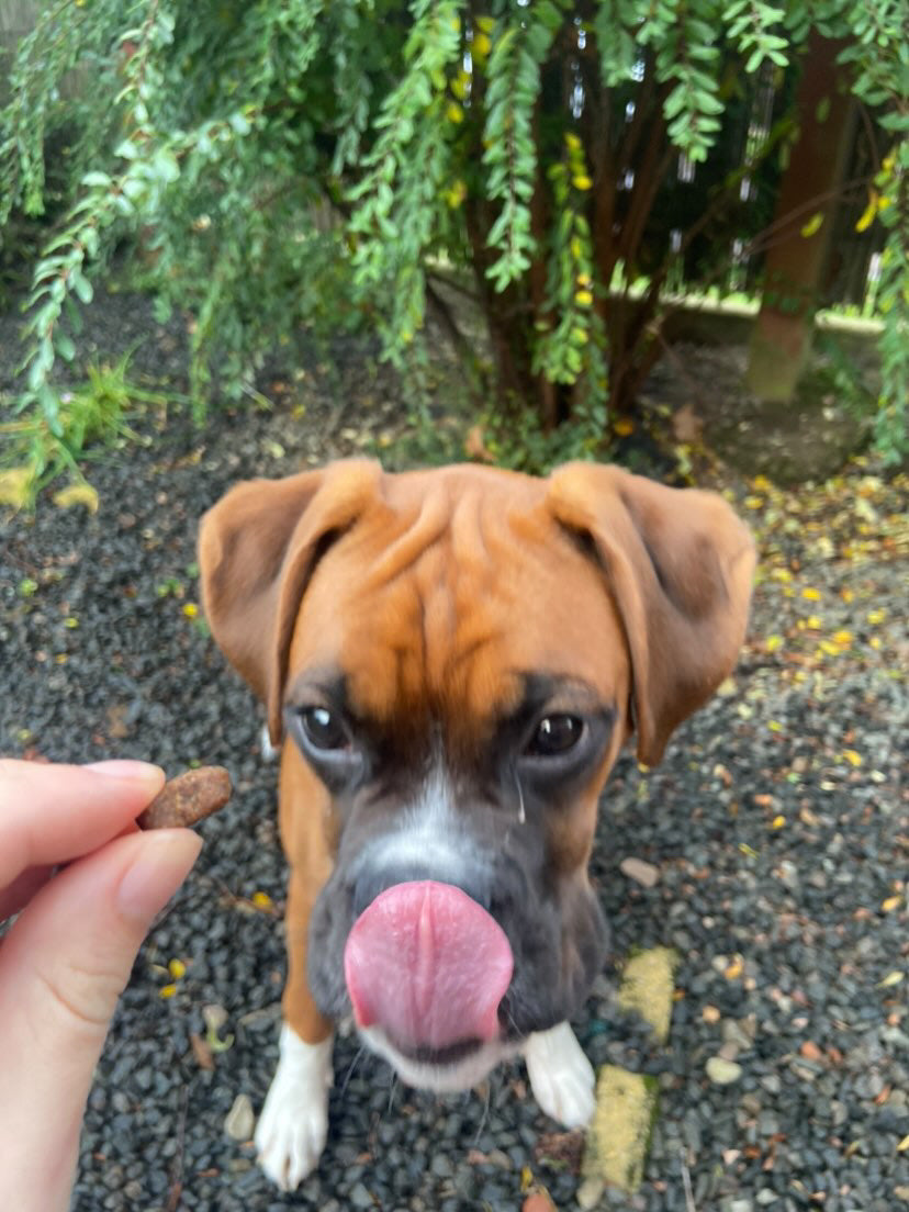 Naturals Fish Treats