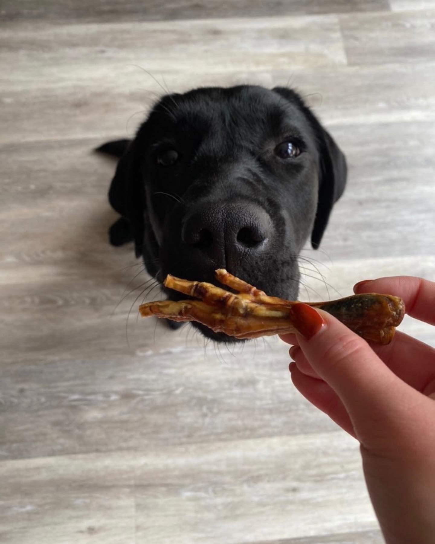 Chicken feet clearance dog treats safe