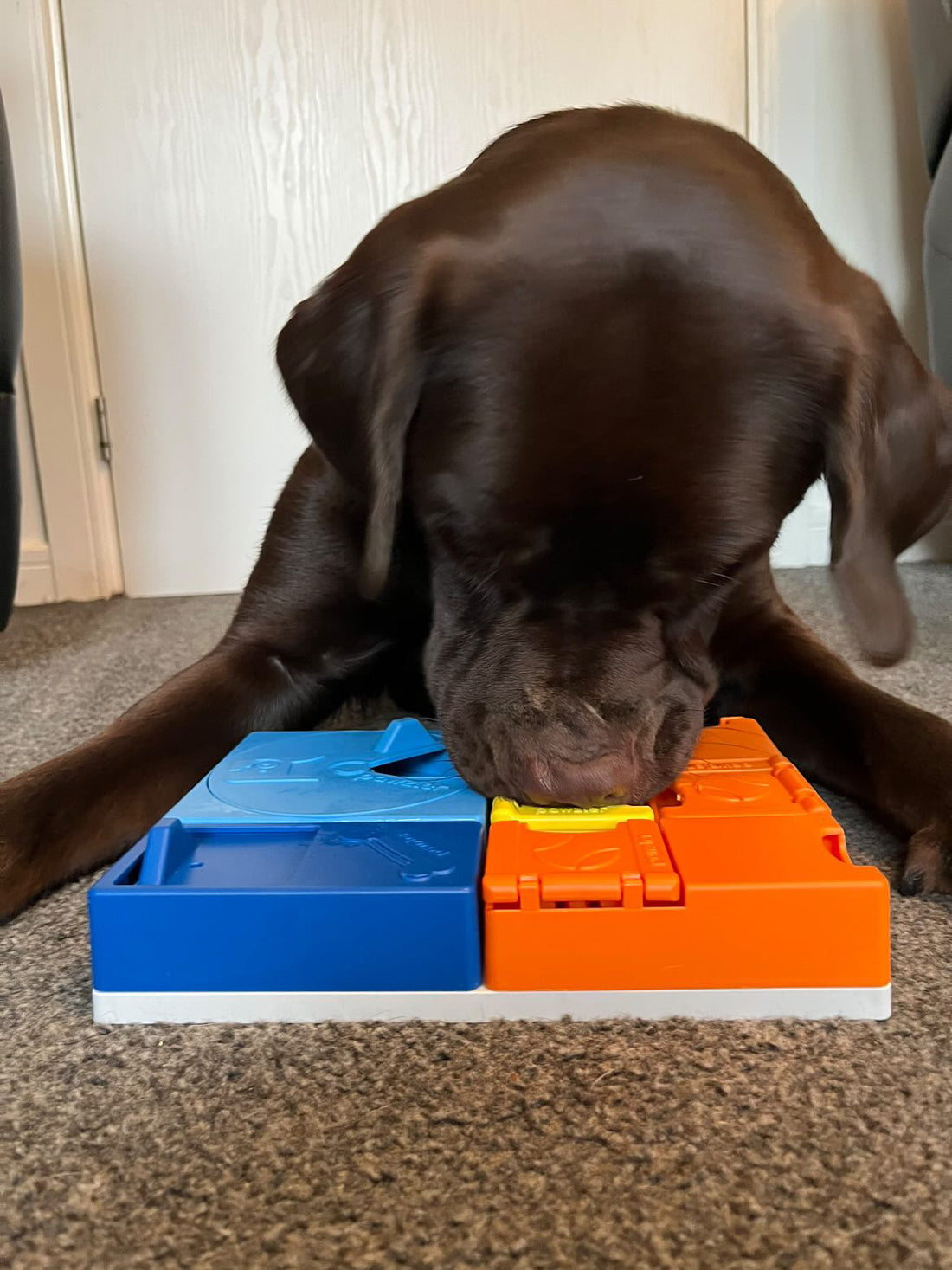 Why is enrichment important for dogs?