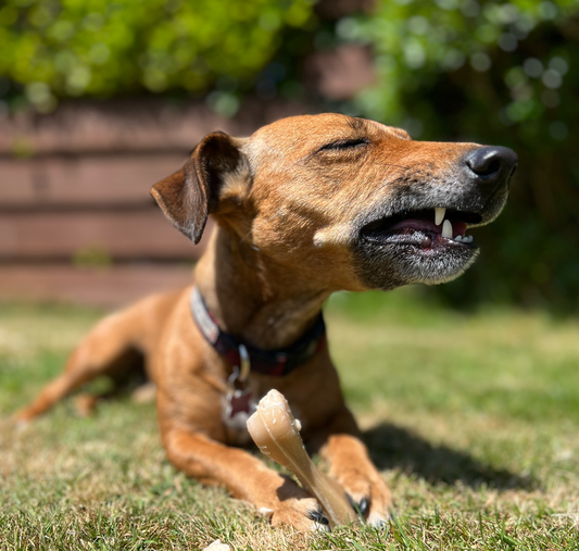 Natural Dog Treats: Unveiling the Myths and Facts