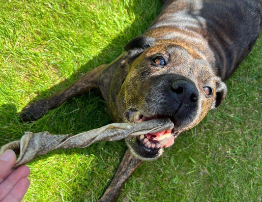 What are the benefits of fish treats for dogs?