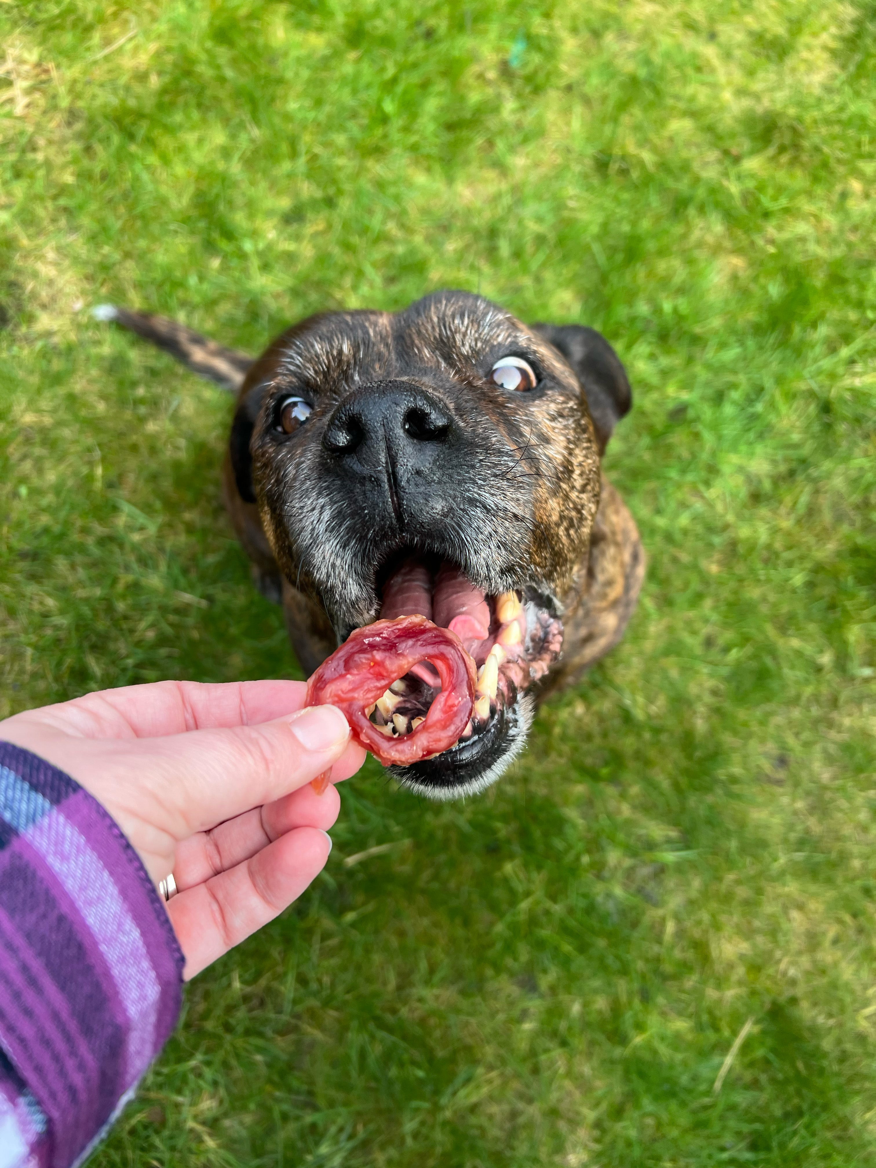 Dog treats hotsell for older dogs