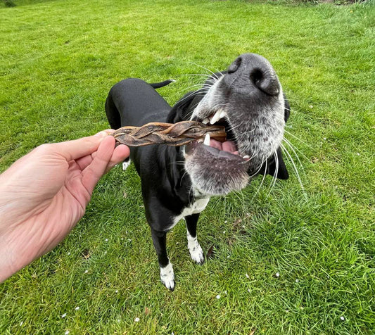 How Long Do Natural Dog Treats Last?