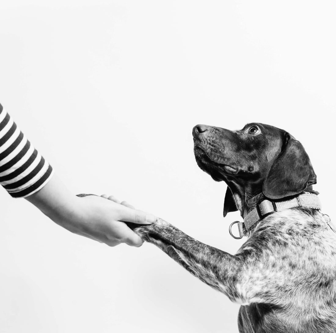 Paws and Reflect: Strengthening Your Bond Through Dog Training