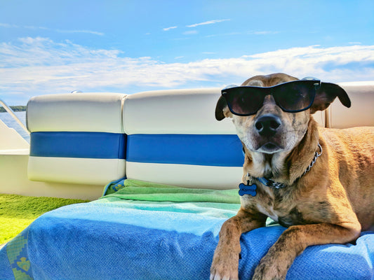 Keeping Your Dog Enriched During Hot Summer Days