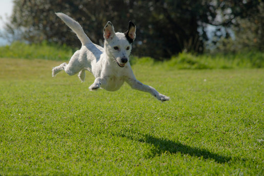 The Ultimate Guide to Our Canine Supplement Range: Tail-Wagging Nutrition for Your Furry Friend