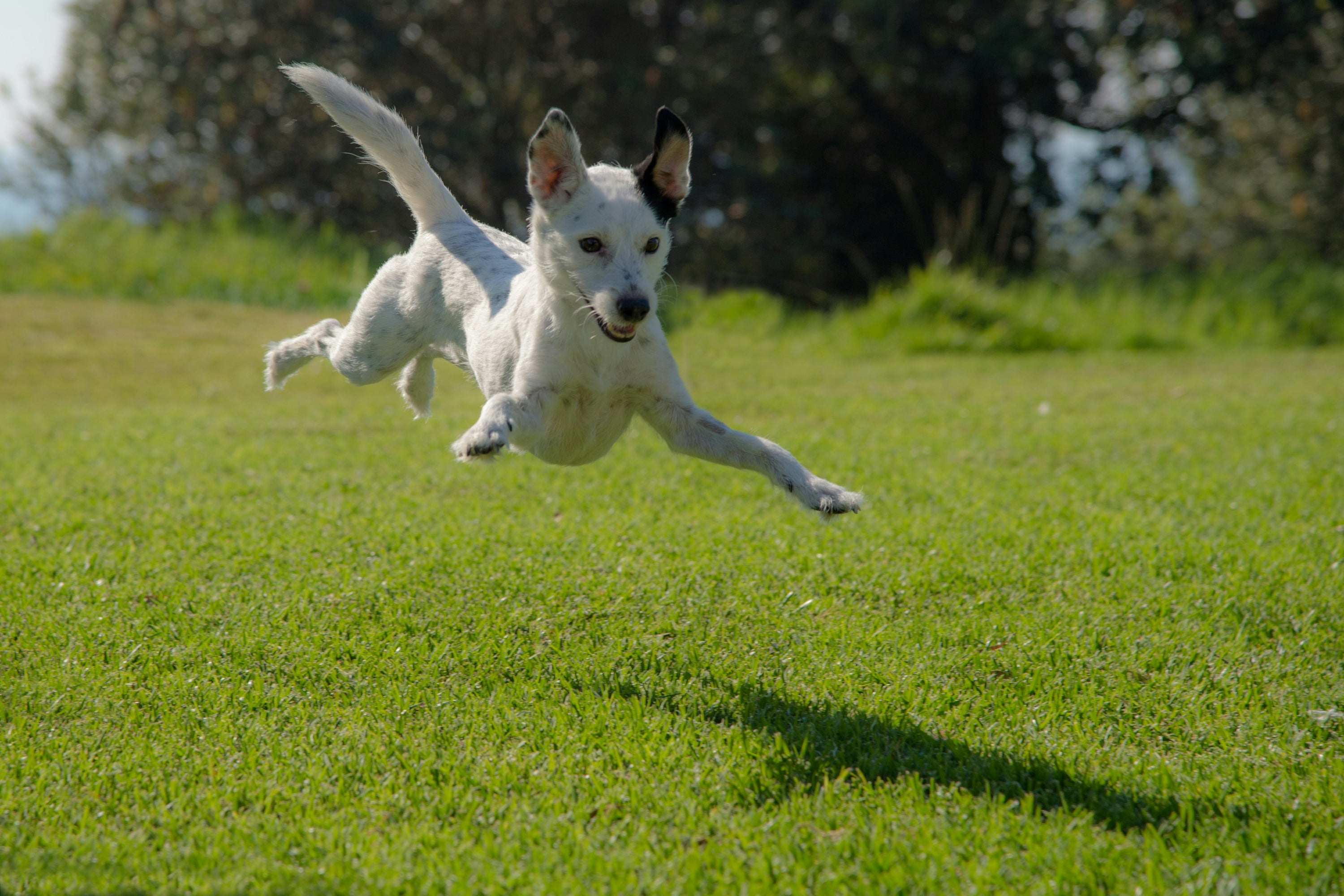 The Ultimate Guide to Our Canine Supplement Range: Tail-Wagging Nutrit 