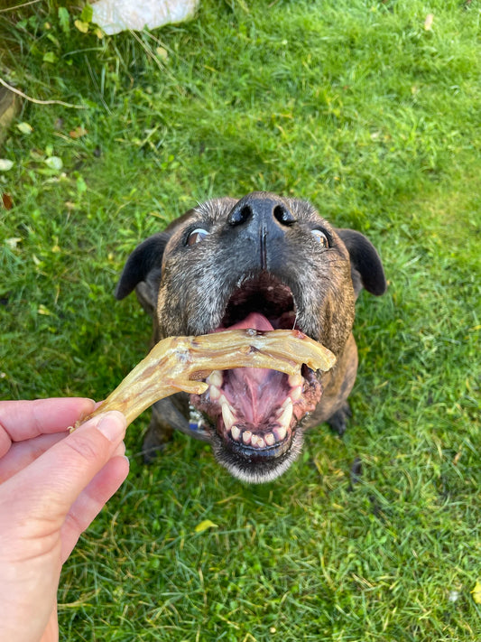 Why natural dog treats are better for your dog