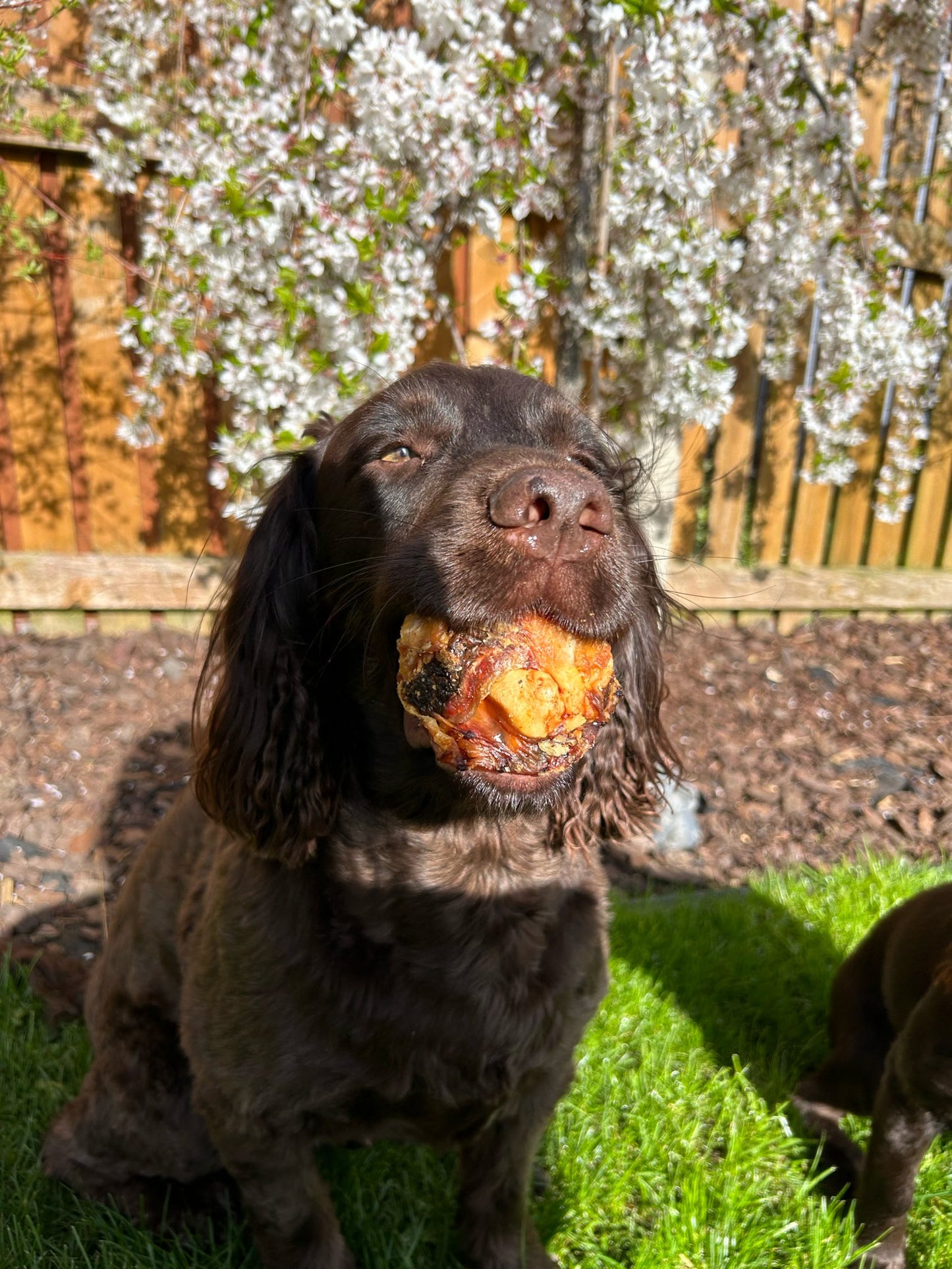 Naturals Beef Knees (Doggy Gobstoppers)