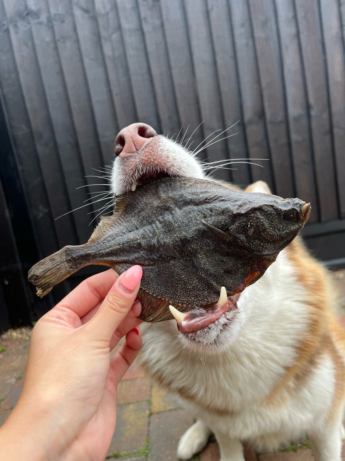 Naturals Flounder Fish