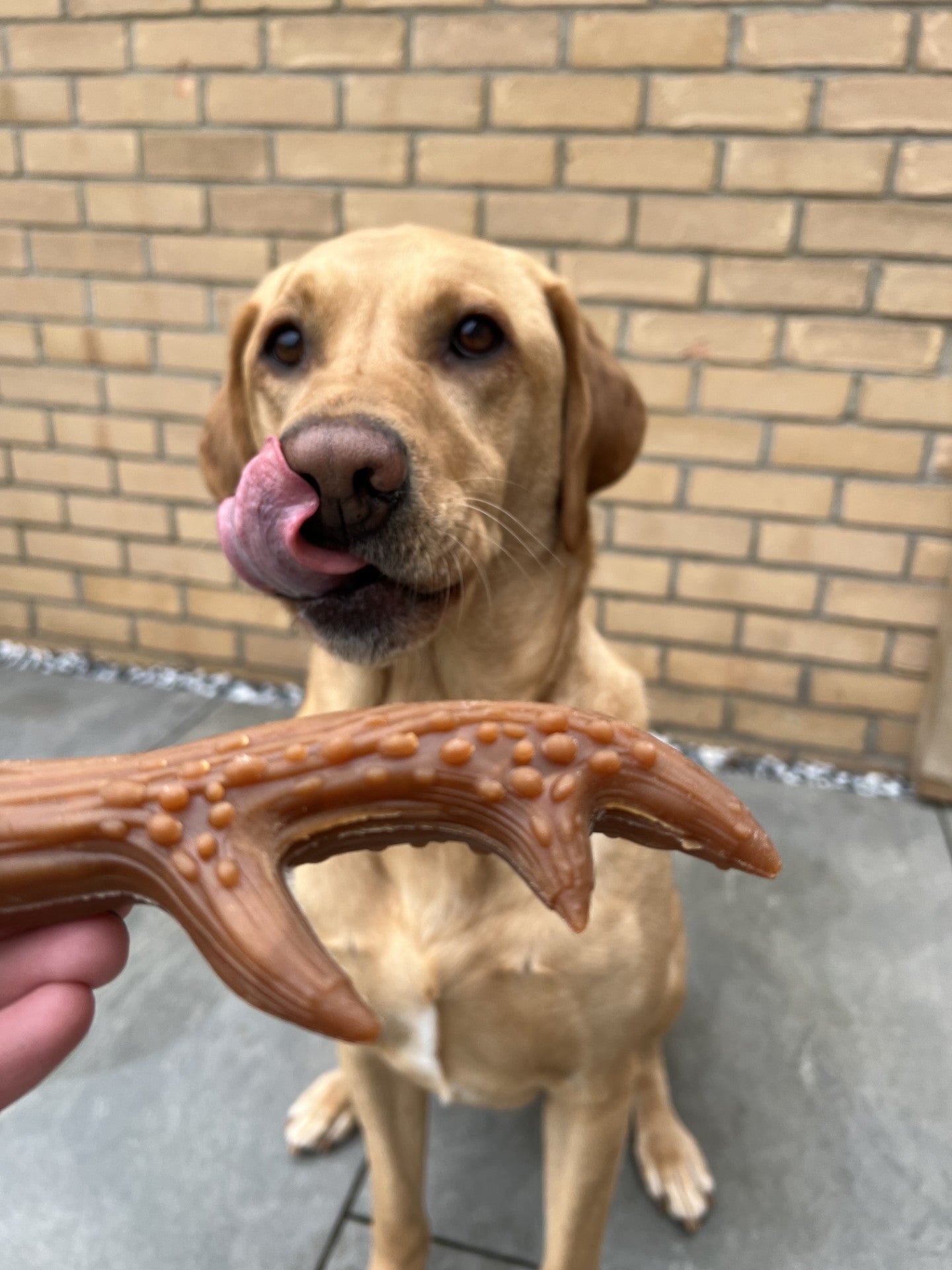 Large Peanut Butter Antler