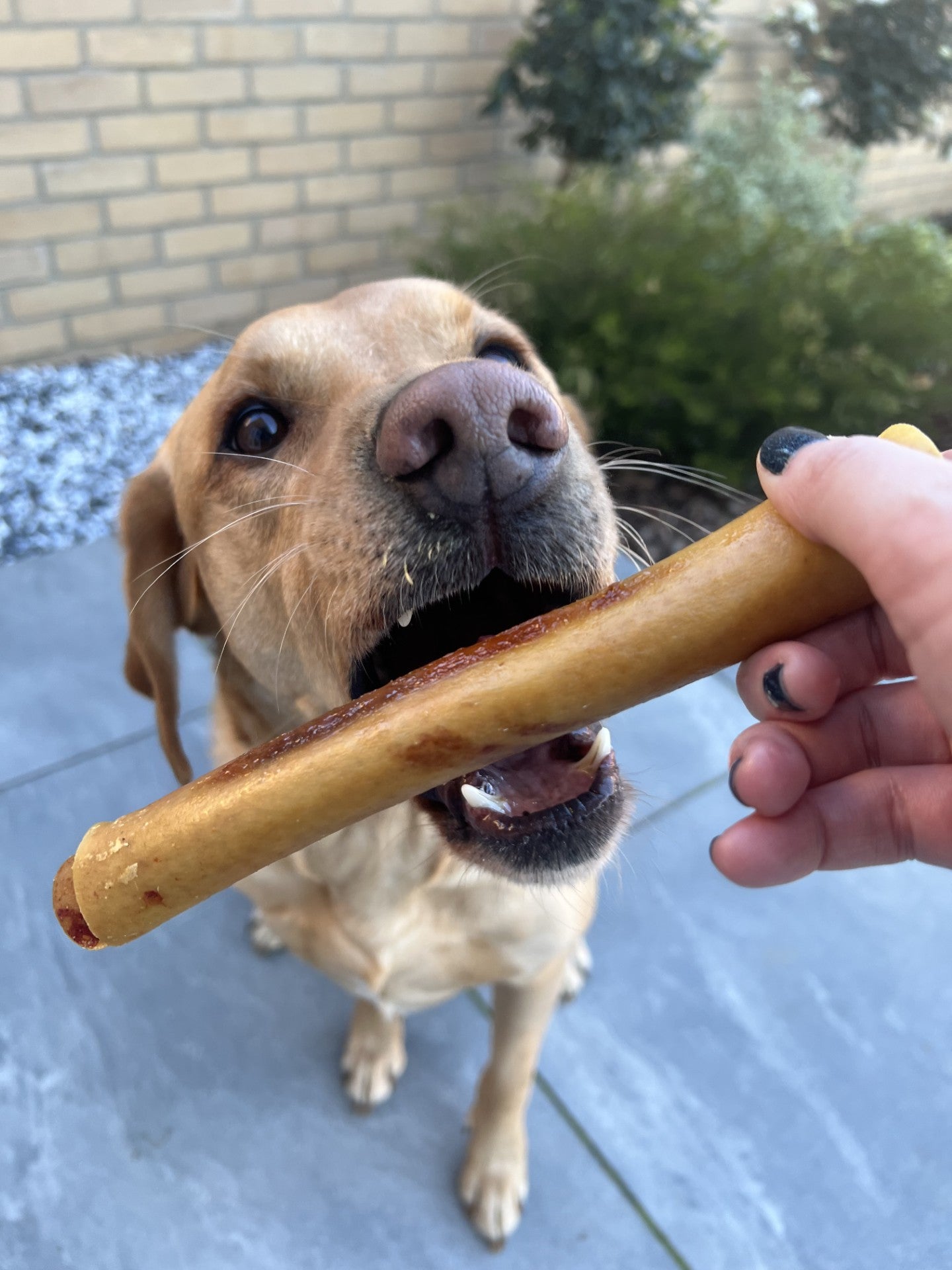 Sausage Roll