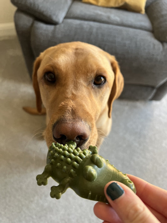 Dental Croc Bites