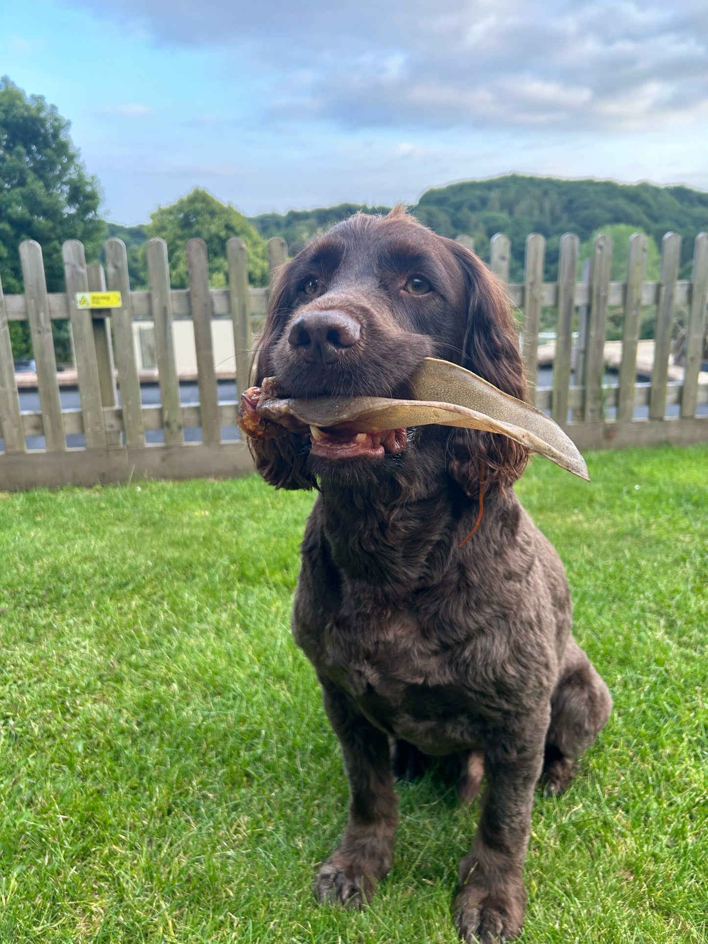 Ear-resistible Treat Bundle