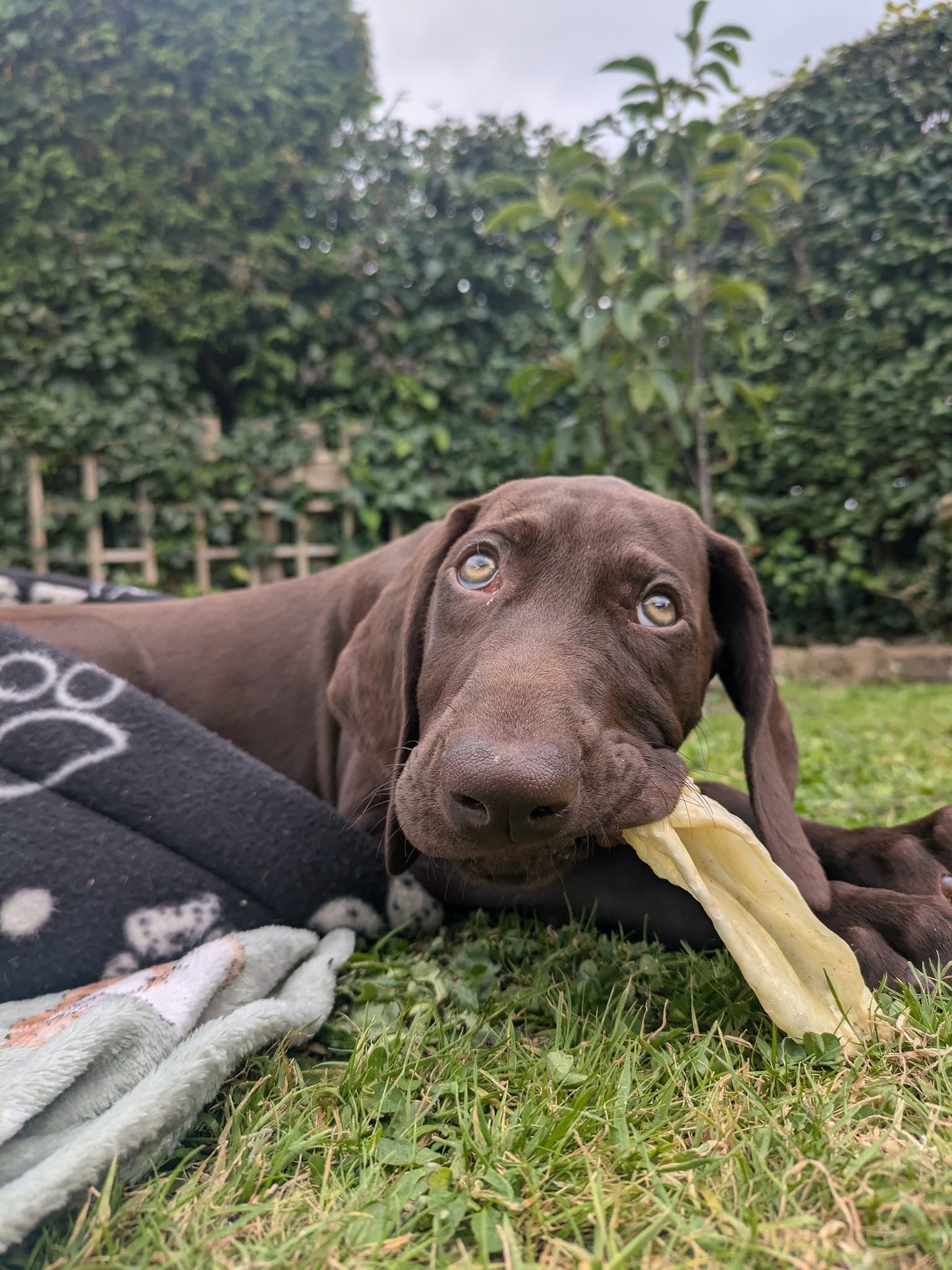 Ear-resistible Treat Bundle