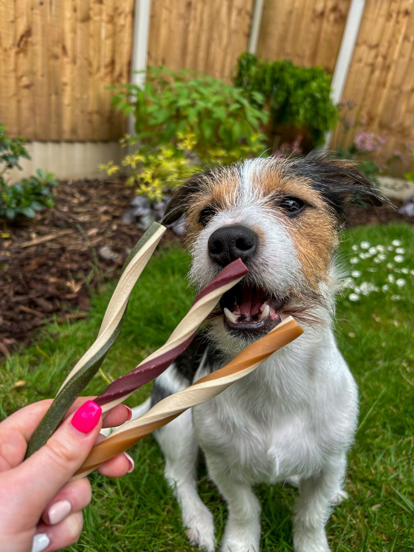 Veggie Taster Bundle