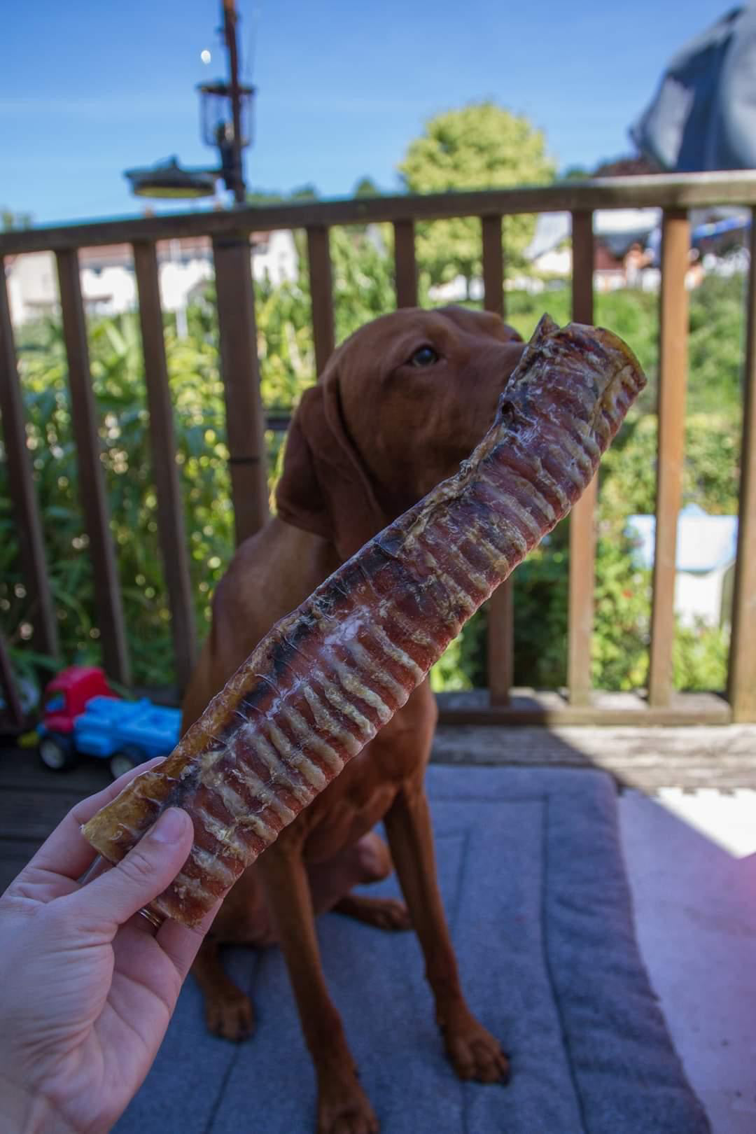 Naturals Beef Trachea