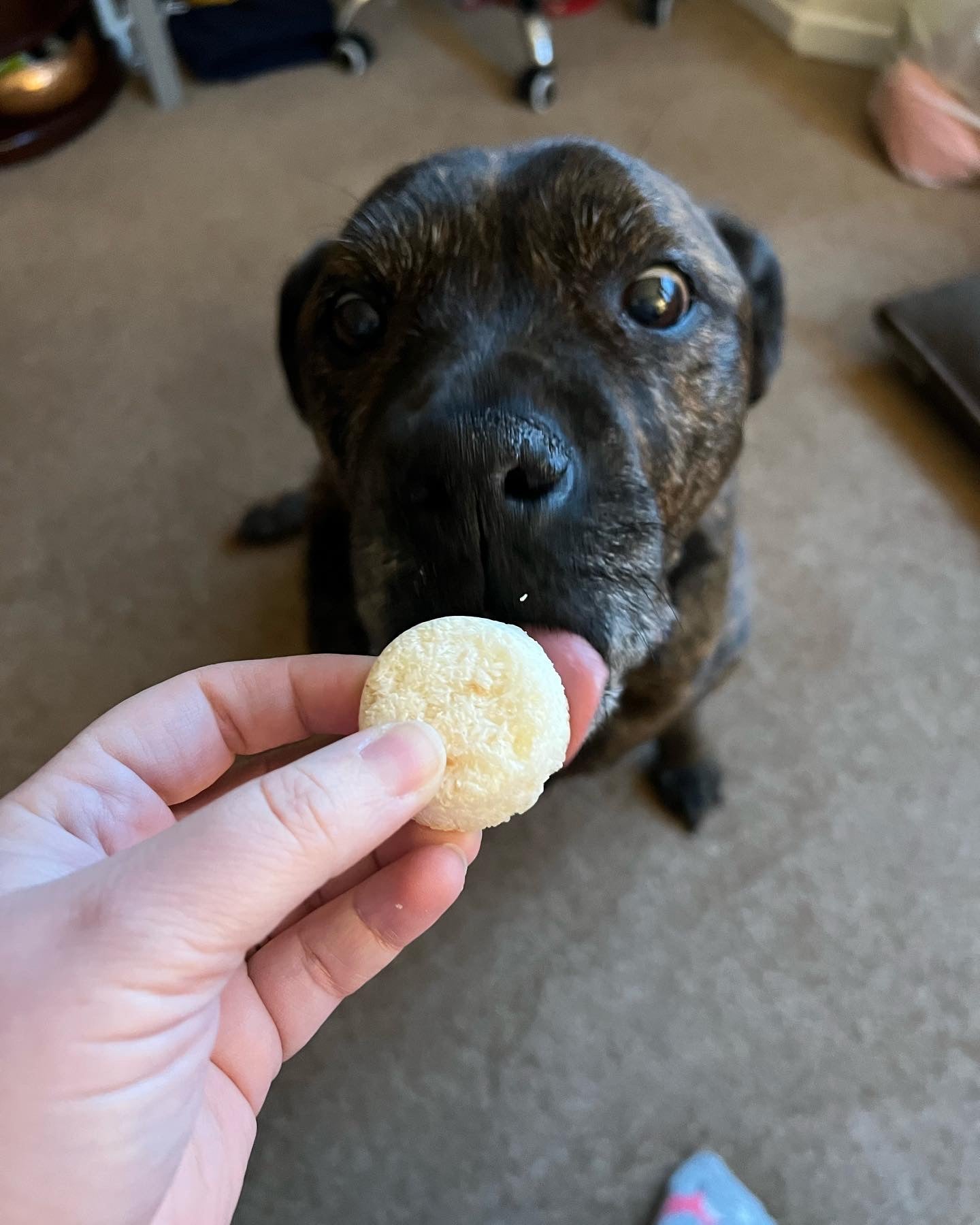 Life of Riley Coconut Macaroons