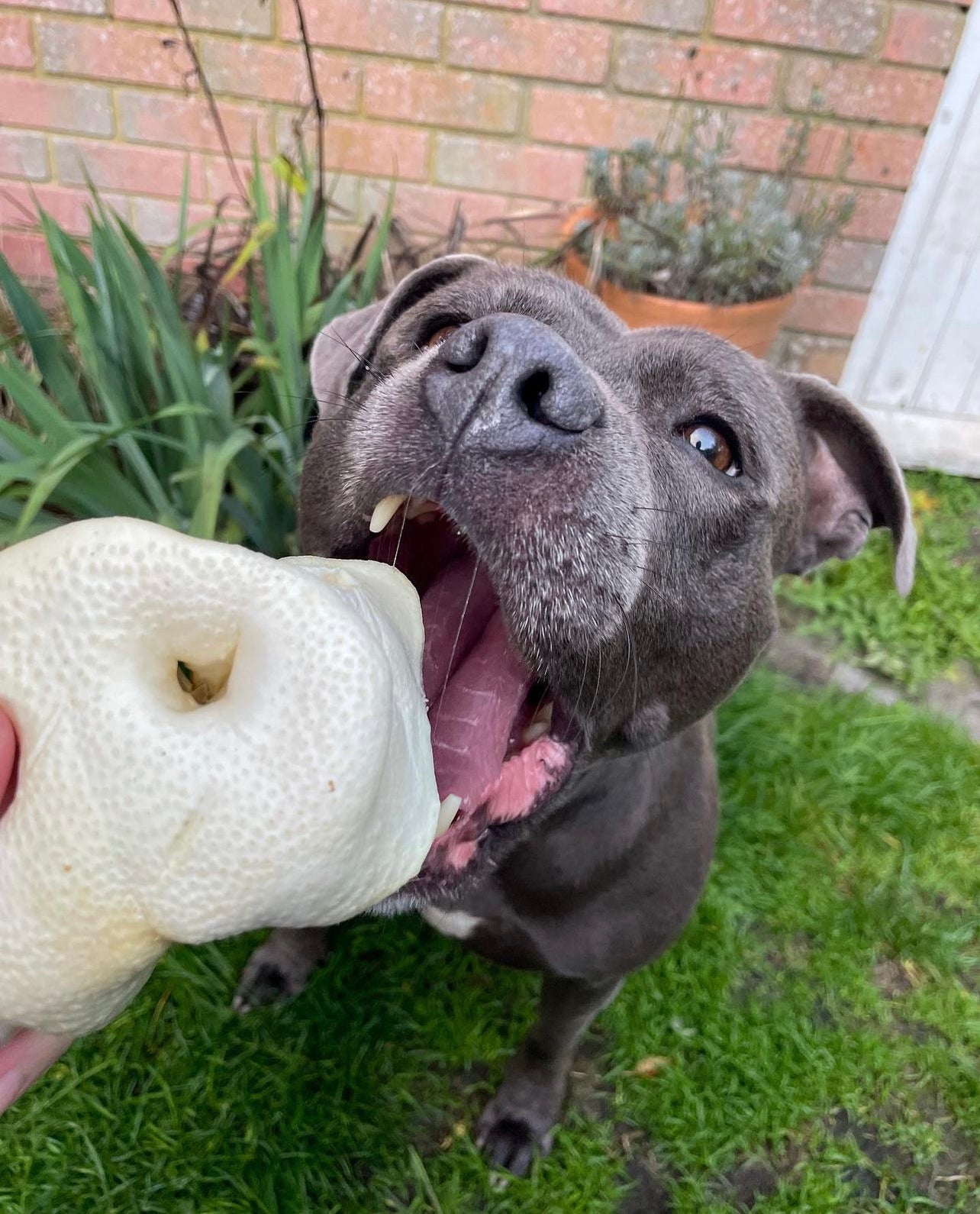 Naturals Puffed Pig Snout