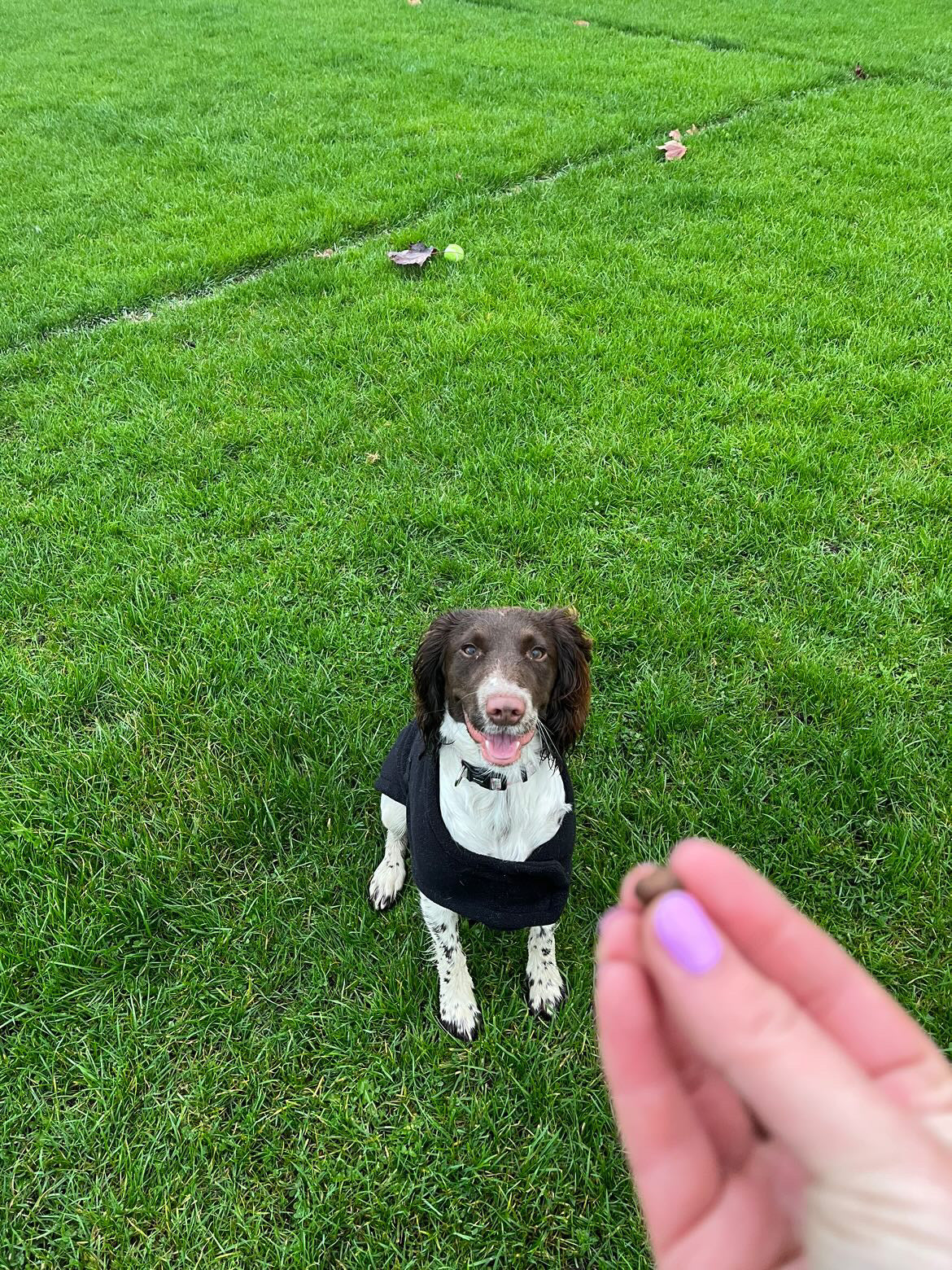 Naturals Training Treats 80% Fish