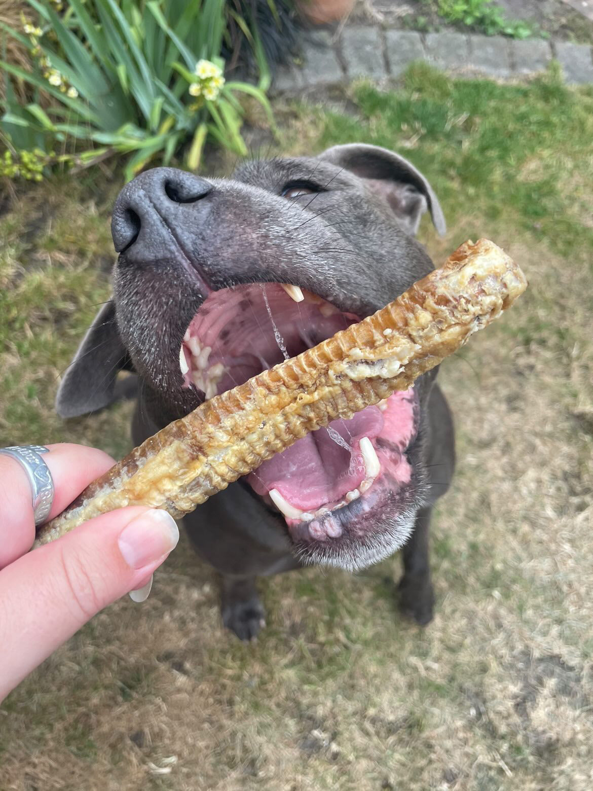 Naturals Lamb Trachea