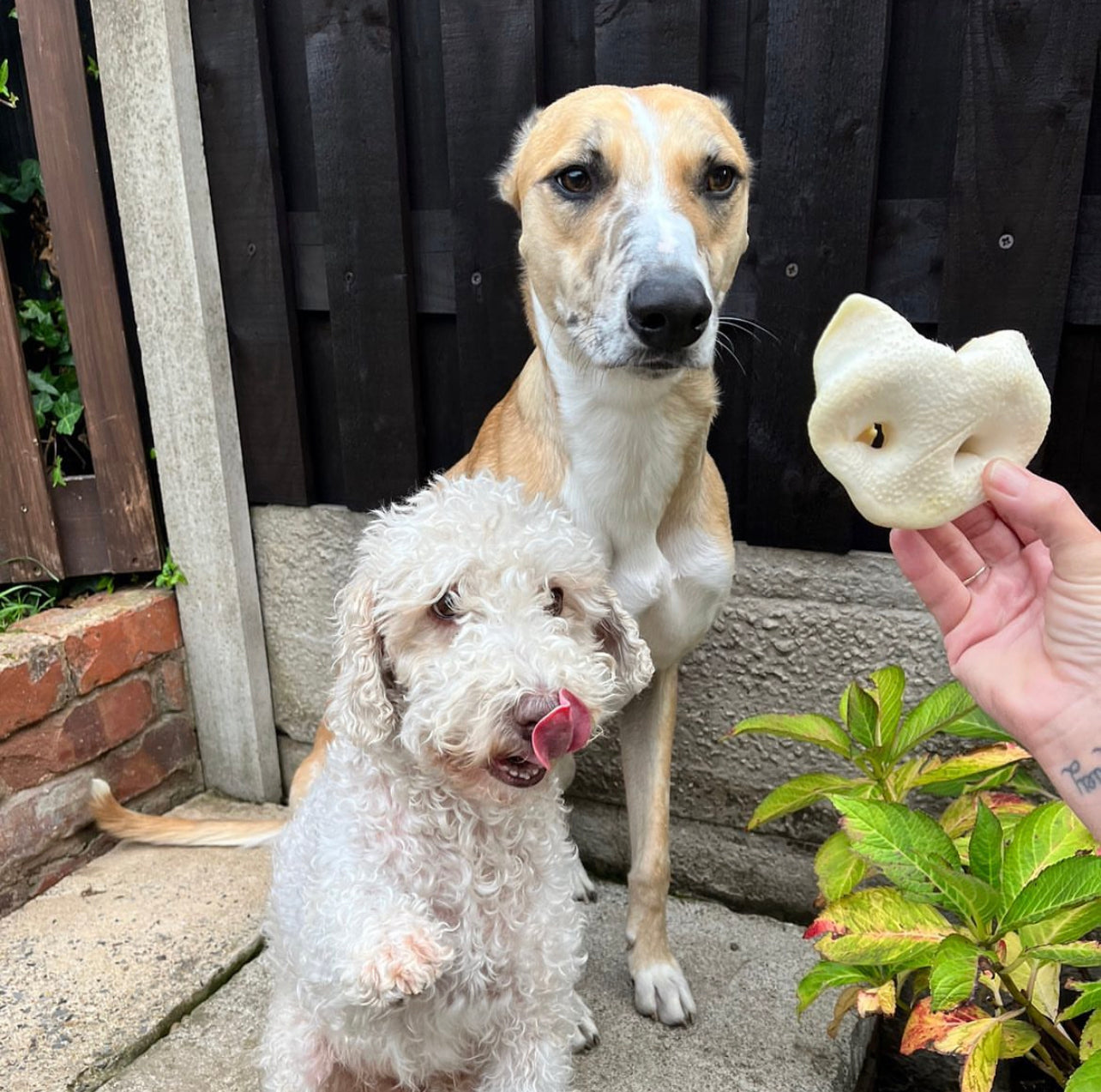 Naturals Puffed Pig Snout