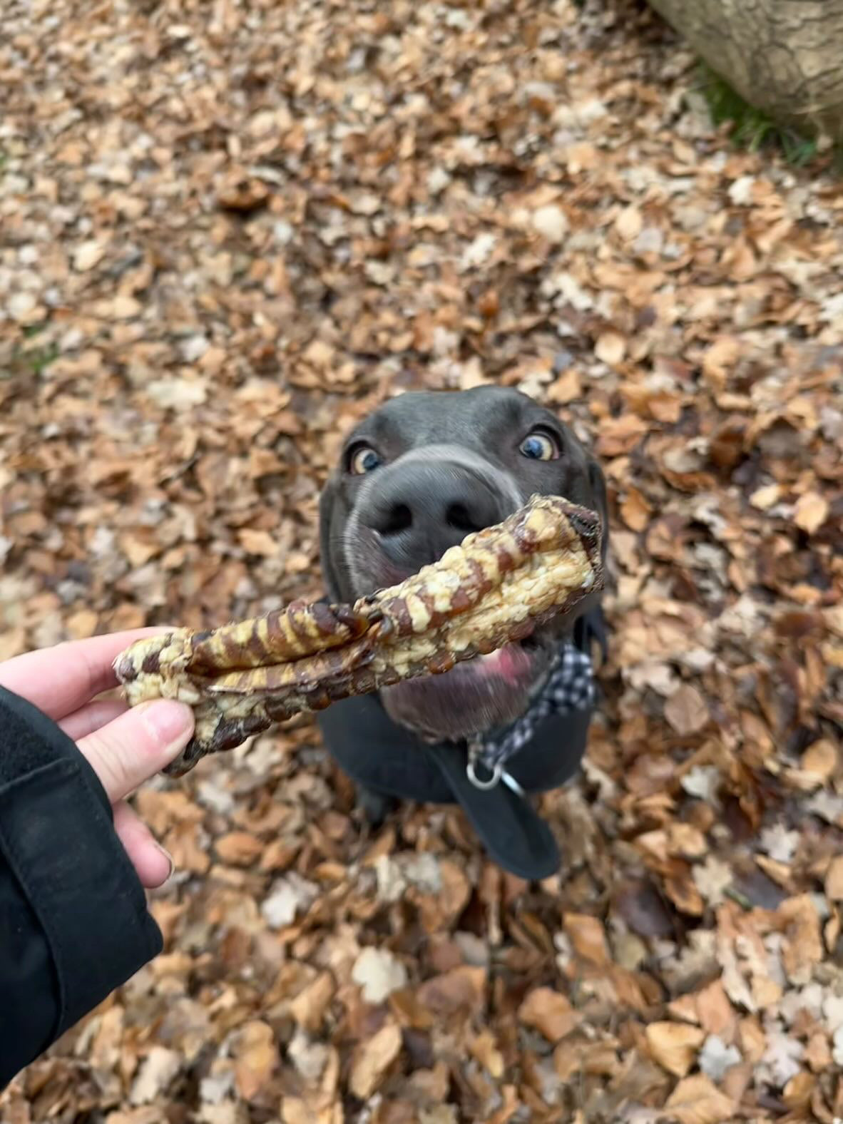 Naturals Beef Trachea